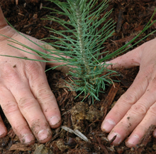 A sapling being planted