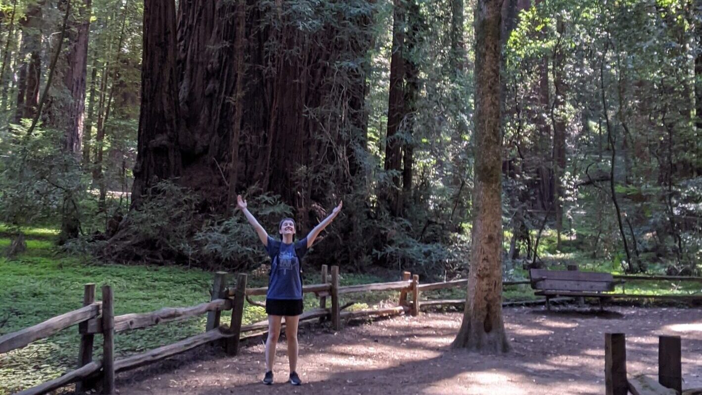 Sierra in the forest