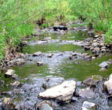 A small woodland stream