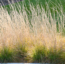 Native grasses