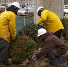 Workers salvaging plants from the Civic Arena