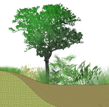 Cross section of a hillside and a tree